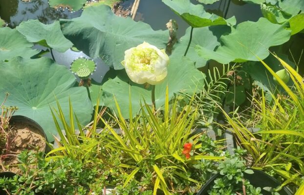 Thông điệp….