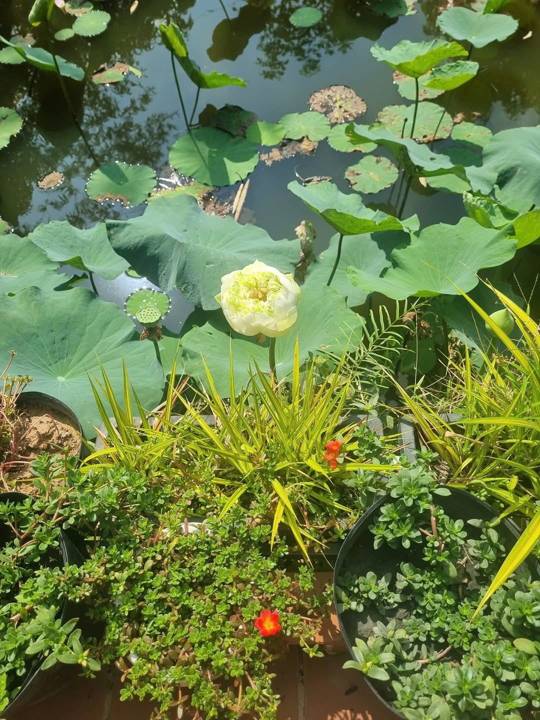 Thông điệp….